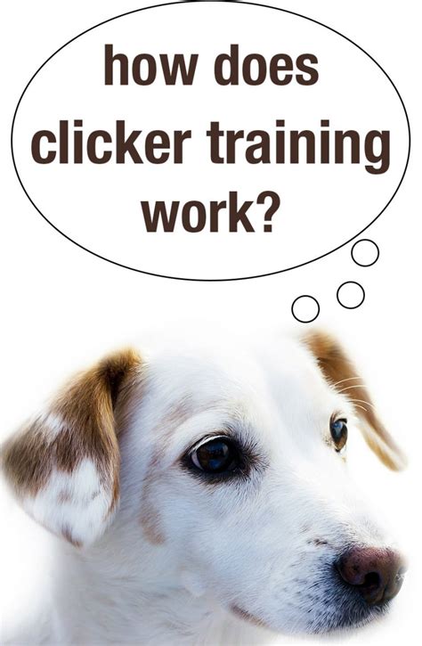 How Does Clicker Training Work The Happy Puppy Site