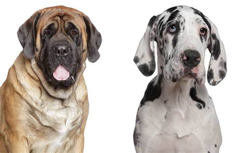 This great dane mastiff mix is amazingly protective towards its master. All About the Great Dane Mastiff Mix (Daniff): Facts ...