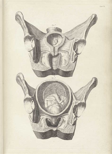 Table 6 Of William Smellies A Sett Of Anatomical Tables With