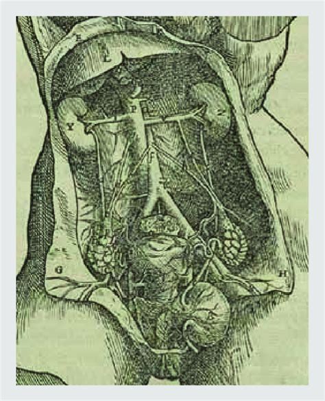 Female human body diagram of organs posted on anatomy organ. Anatomical detail of the female urogenital anatomy ...