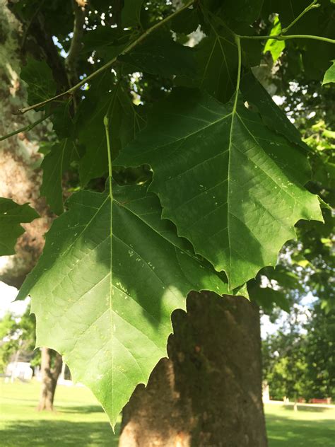 American Sycamore A Crown Fit For A King Venerable Trees