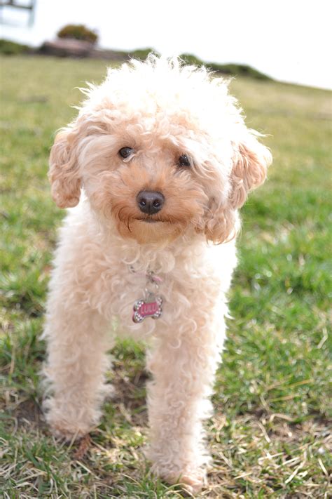 The Cutest Toy Poodle In The World Lulu Toy Poodle Poodle Cute Toys