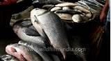 Pictures of Wholesale Fish Market