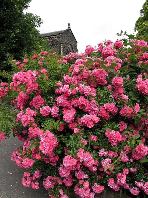 Pink Shrub Rose Shrub Roses Flower Landscape Blooming Rose
