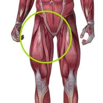 For example, a man with a 1 centimetre biceps tendon will have greater potential for muscle mass than a man with a longer. Torn Groin - Symptoms and Treatment (I could be out for 12 ...