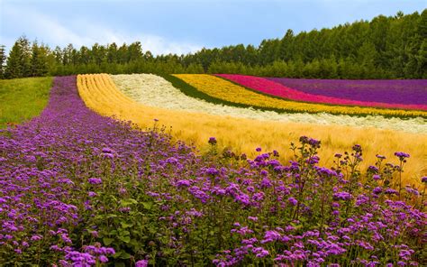 Free Download Flower Field Wallpaper For Pc Full Hd Pictures 1920x1200