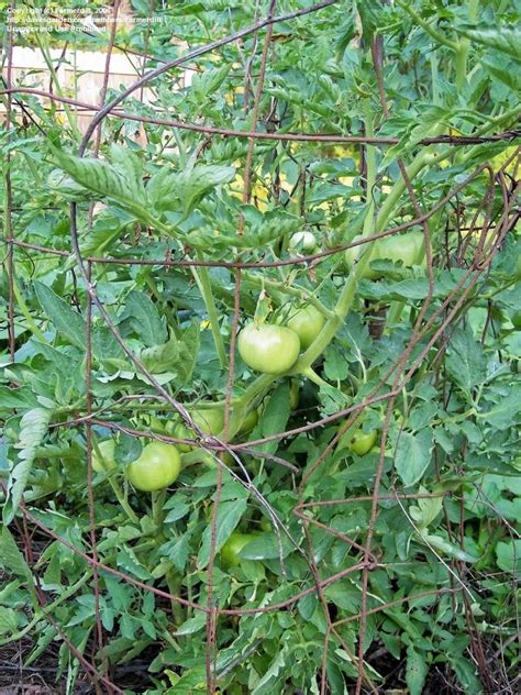 Plantfiles Pictures Tomato Grandeur Lycopersicon Lycopersicum 1