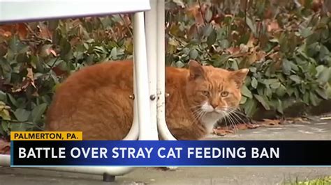 79 year old woman sentenced to jail for feeding stray cats abc11 raleigh durham