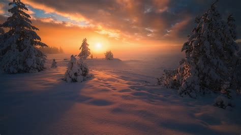 Landscape And Trees Covered With Snow During Winter Sunset Hd Nature