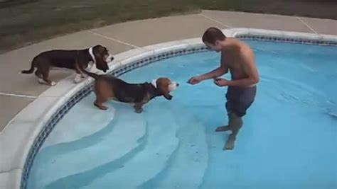 Basset Hounds Take Their First Swim Lessons