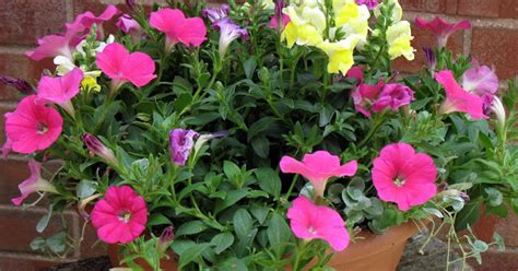 Petunia Plant Care And Culture Travaldo S Blog