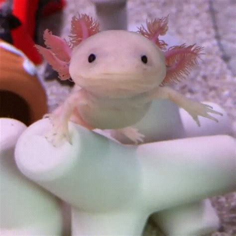 Axolotl reproduction starts with dancing — literally. Axolotl says hi! - aww - Reddit