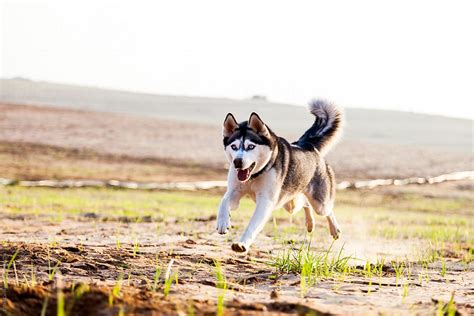 Siberian Husky Running In Field By Stocksy Contributor Eldad Carin