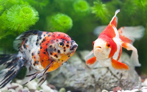 Marvelously Interesting Facts About Goldfish Pet Ponder
