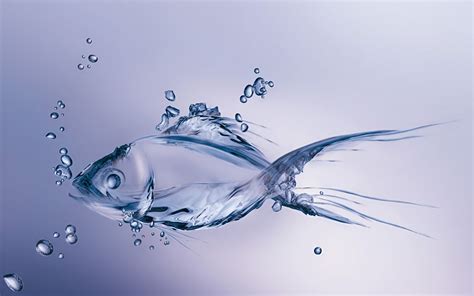 520 Fish Hd Wallpapers Background Images