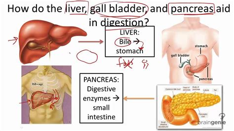Liver Pancreas And Gall Bladder Structure And Function Youtube
