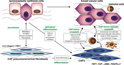 Tumor Stroma Crosstalk In Breast Cancer Neoplastic Cells Can Recruit