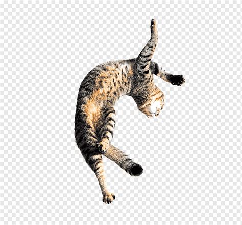 Jumping Cat Animal Kitten Cat Png Pngwing