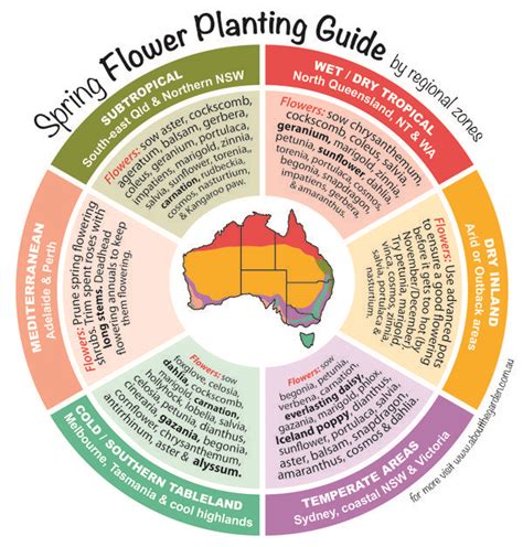 Spring Flower Planting Guide By Temperate Zones Australia Flower