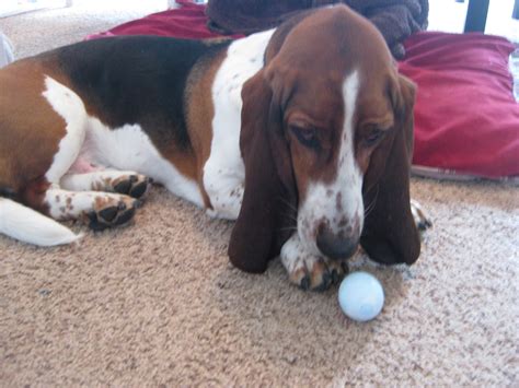 Life As I Know It By Worm The Basset Hound