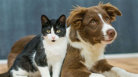 How Are Dogs Smarter Than Cats