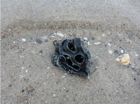 Zie bruinvis (doorverwijspagina) voor andere betekenissen van bruinvis. Wolharige Neushoorn | Oervondst checker