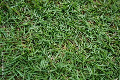 Korean Lawn Grass Zoysia Japonica Green Grass Background Stock Photo