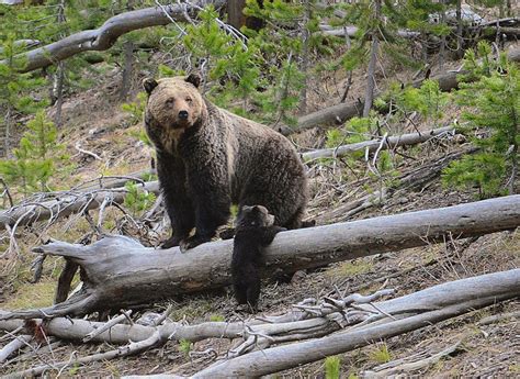 Grizzly Bears May Soon Be Hunted As Us Moves Toward Lifting Protections