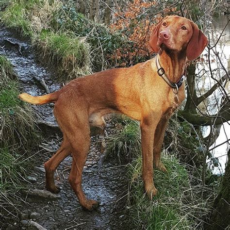 Vizsla Dog Breed Information Pictures Characteristics And Facts
