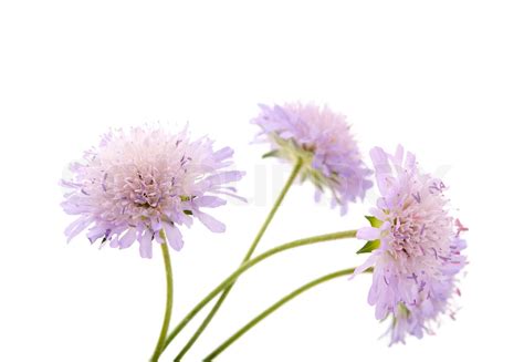 Purple Flowers On A White Background Stock Image Colourbox