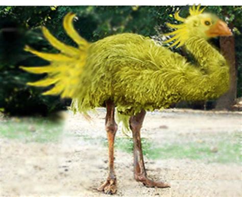 Real Life Chocobo By Peaches87564 On Deviantart