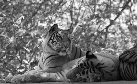 Royal Bengal Tigers Resting In The Shade During Summer Stock Photo