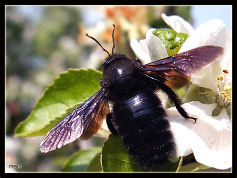 Treknature Black Bumblebee Photo
