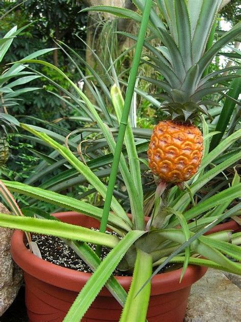 You Can Grow Your Own Pineapples Pineapple Planting
