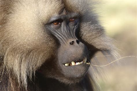 Gelada Baboon (32) | Simien Mountains | Pictures | Ethiopia in Global ...