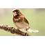 Top 7 Different Types Of Finches