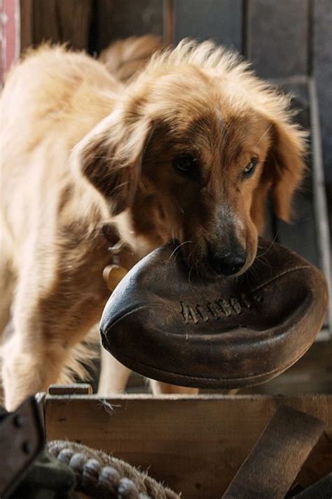 No dog dies, it's the joyous story of a puppy who heals a family. A Dog's Purpose (2017) - Lasse Hallström | Synopsis ...