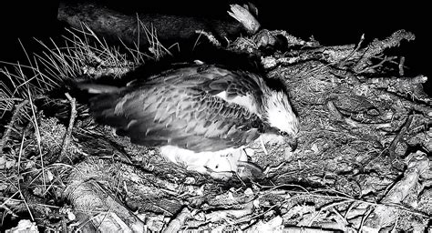 Second Osprey Chick Hatches At Loch Of The Lowes Scottish Wildlife Trust
