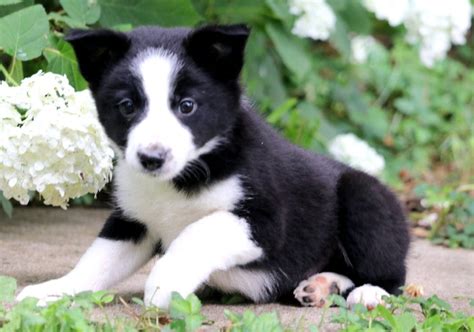 Hershey Border Collie Mix Puppy For Sale Keystone Puppies