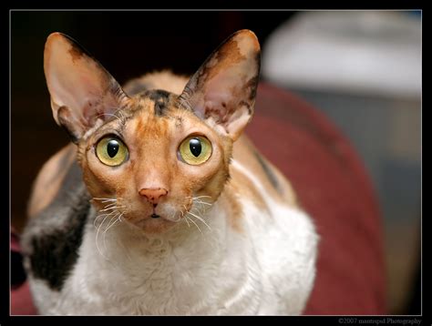 Cornish Rex Information Health Pictures And Training Pet Paw