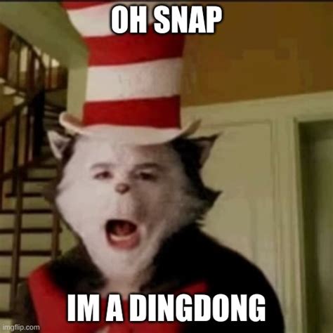cat in the hat caught on camera imgflip