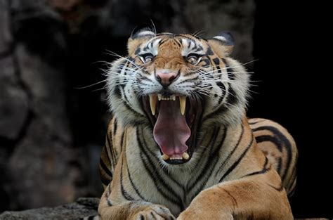 Premium Photo Sumatran Tiger With Scary Face