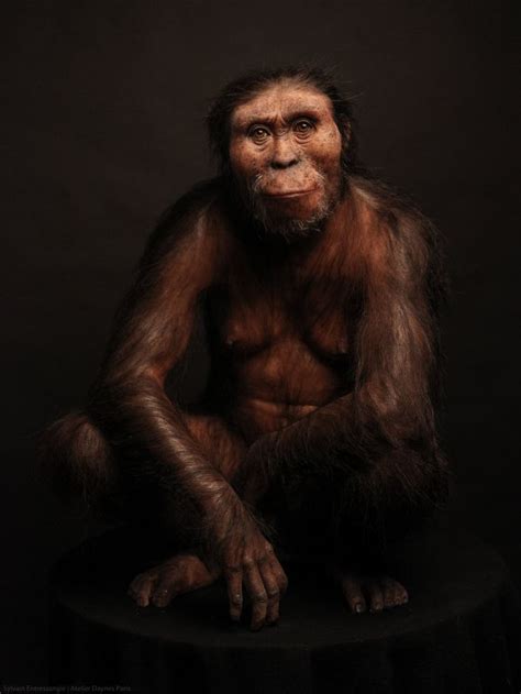 Australopithecus Afarensis Lucy Élisabeth Daynès Prehistory Human Evolution History People