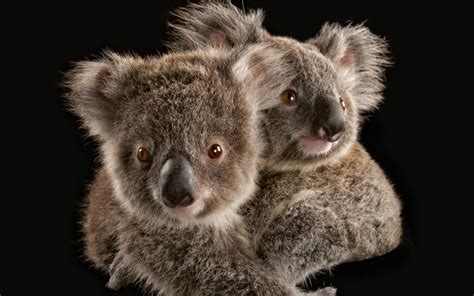 Images Of Koalas Koala Australia Wallpaper 32220208 Fanpop