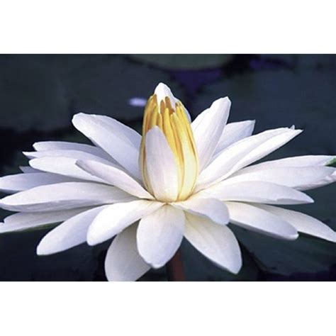 White Trudy Slocum Or Nymphaea Trudy Slocum Night Blooming Water Lily