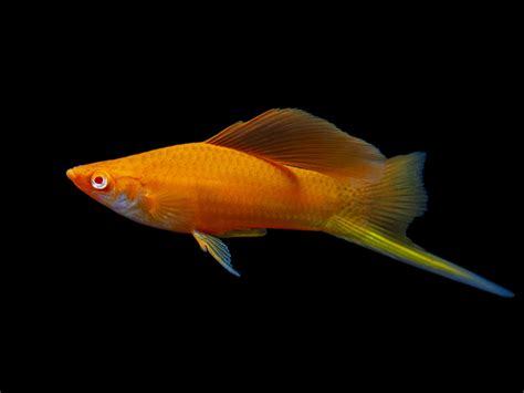 Red Eye Blood Red Hi Fin Lyretail Swordtail Aquatic Arts On Sale