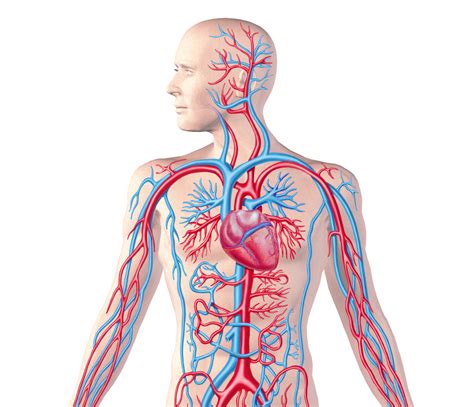 Cardiovascular Circulatory System Diagram Quizlet