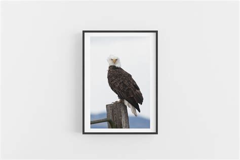 Bald Eagle Ruffled Feathers — Big Picture Greetings