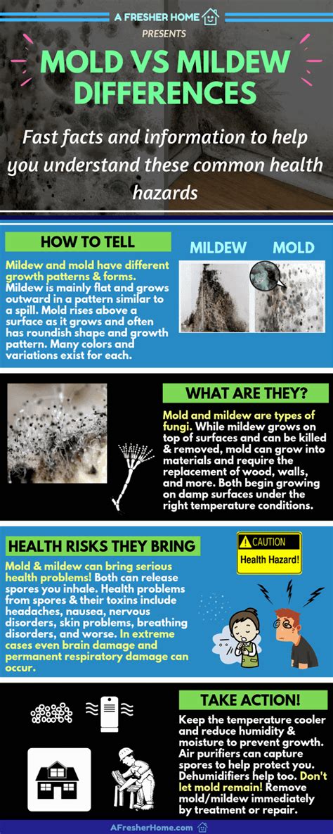 Mold Vs Mildew What Are The Differences Plus Black Mold Health Risks