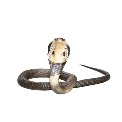 King Cobra Vs Rattlesnake 5 Key Differences Az Animals